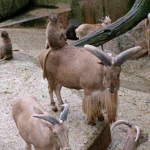 Barbary sheep and geladas