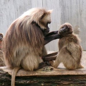 Geladas