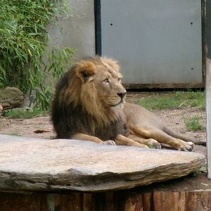 Asiatic lion
