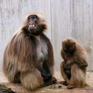 Geladas