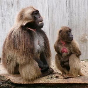 Geladas