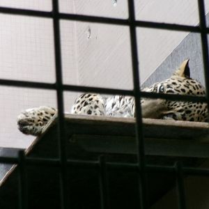 Persian leopard