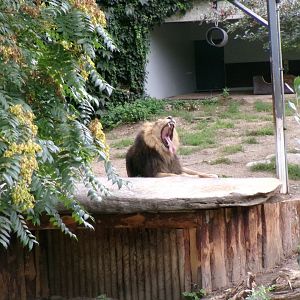 Asiatic lion