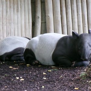 Malaysian tapirs