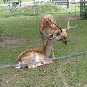 Persian fallow deer