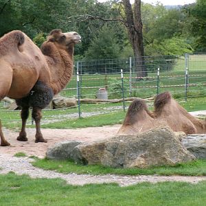 Bactrian camel