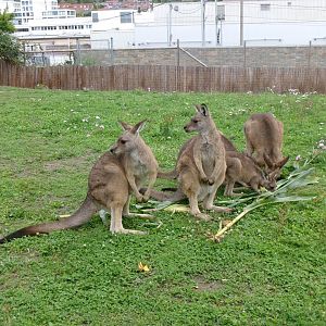 Tasmanian Eastern grey kangaroos
