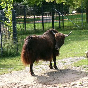 Yak
