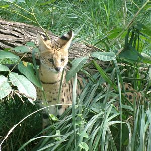 Serval