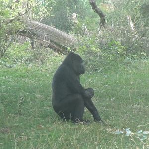 Western lowland gorilla