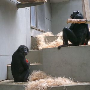 Bonobos