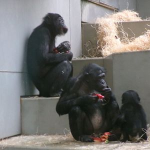 Bonobos