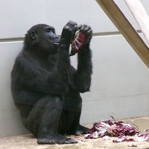 Western lowland gorilla