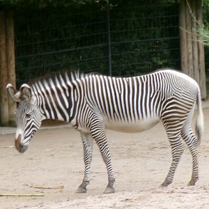 Grévy's zebra