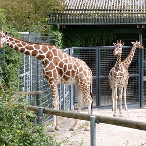 Reticulated giraffe