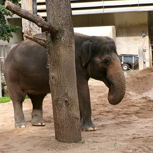 Asian elephant