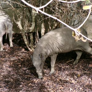 Sulawesi babirusa