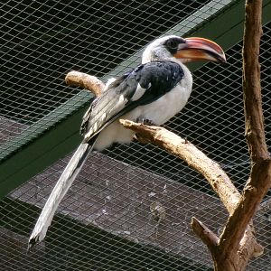 Von der Decken's hornbill