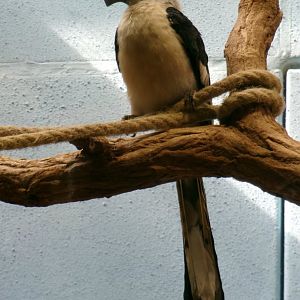 Von der Decken's hornbill