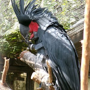 Lesser palm cockatoo