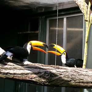 Toco toucans