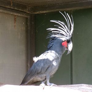 Lesser palm cockatoo