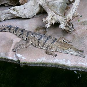 Freshwater crocodile
