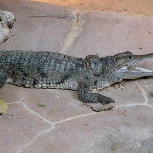 Freshwater crocodile