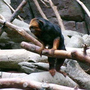 Golden-headed lion tamarin