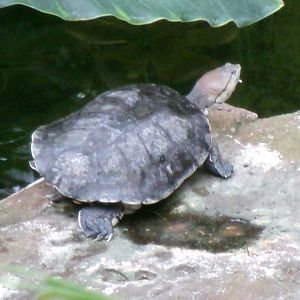 Hilaire’s side-necked turtle