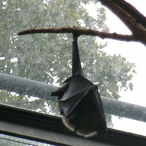 Large flying fox