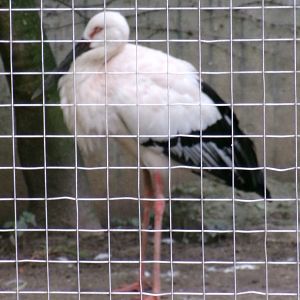 Oriental stork