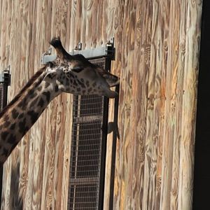 Giraffe licking a wall for salt