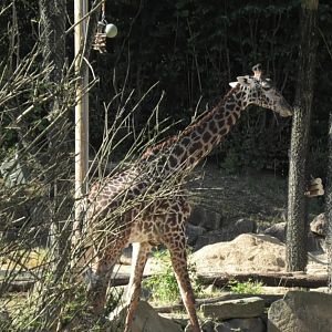 Giraffe