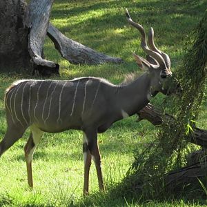 Hobbs the kudu