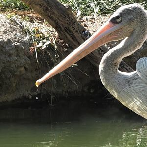 Pink backed pelican