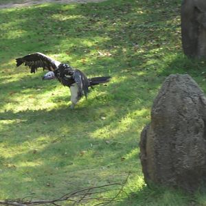 Vulture running