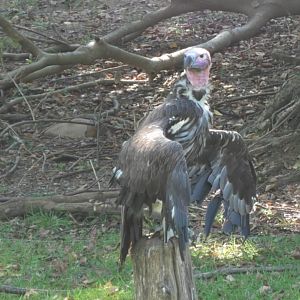 Vulture on a stump