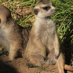 Meerkats on the lookout