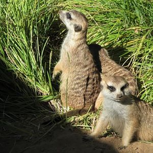 Meerkats