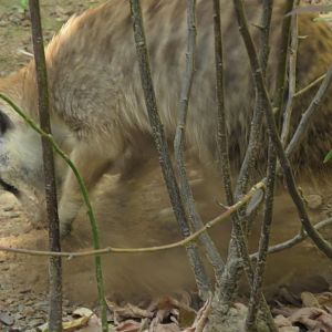 Meerkat digging up some dirt