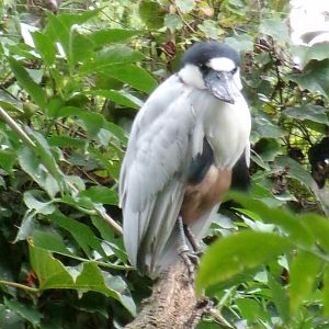 Boat-billed heron