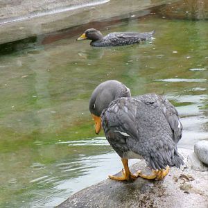 Magellanic steamerducks