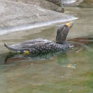 Magellanic steamerduck