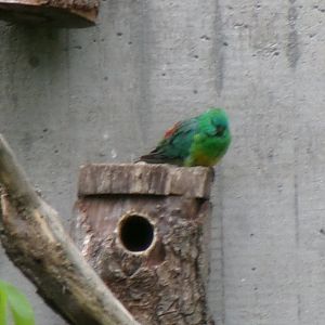 Red-rumped parrot