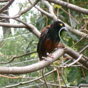 Chestnut-and-black weaver