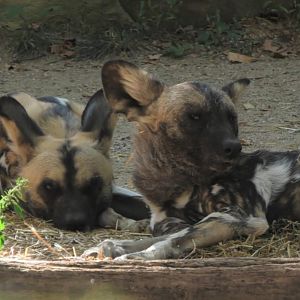 African painted dogs resting