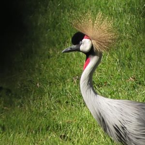 East African crowned crane