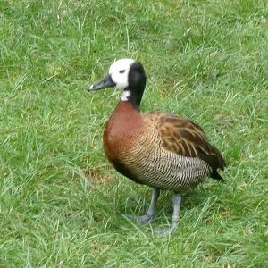 White-faced whistling duck