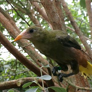 Green oropendola